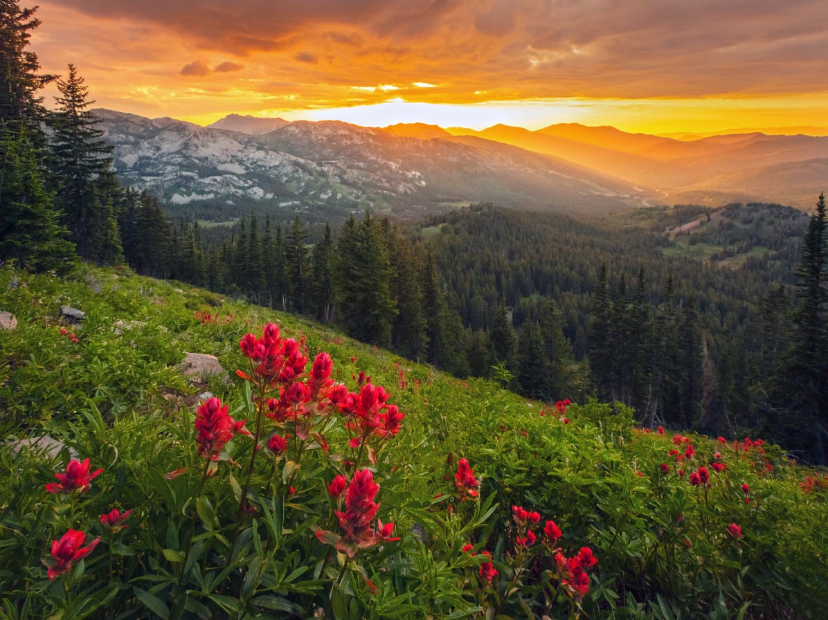 Summer Mountains