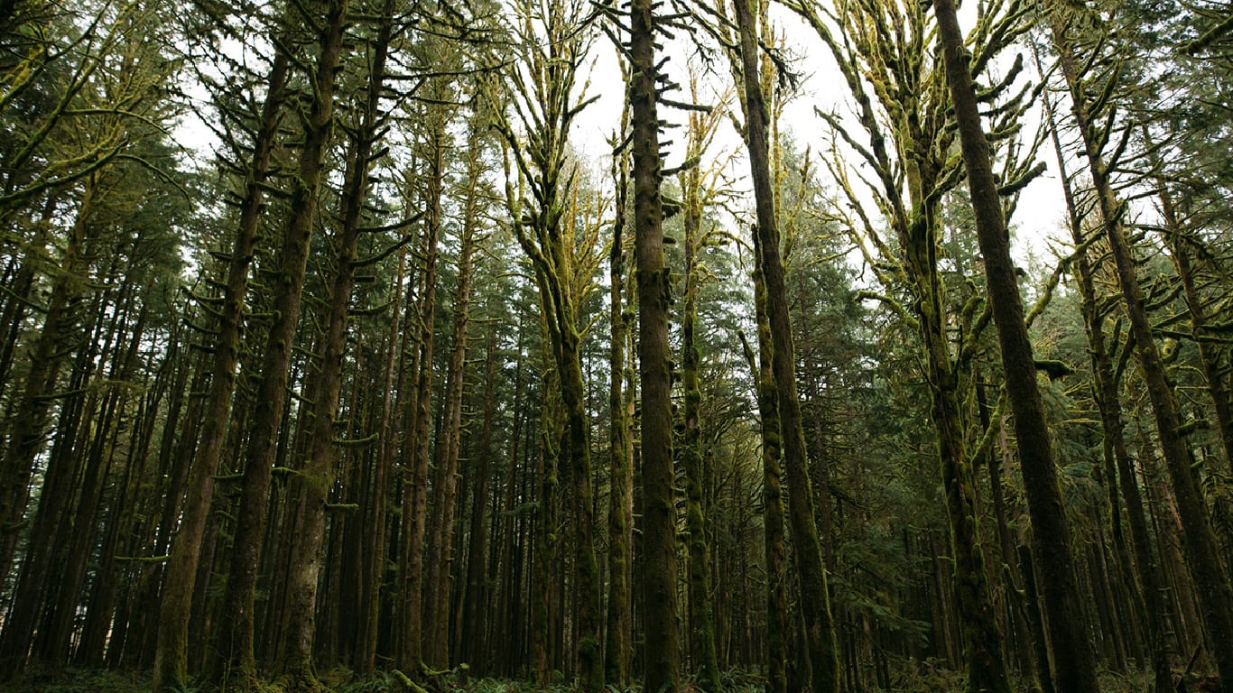 Trees
