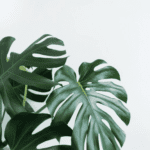 Interior Design Styling, Greenery, Biophilic Design, Plants, Sustainability