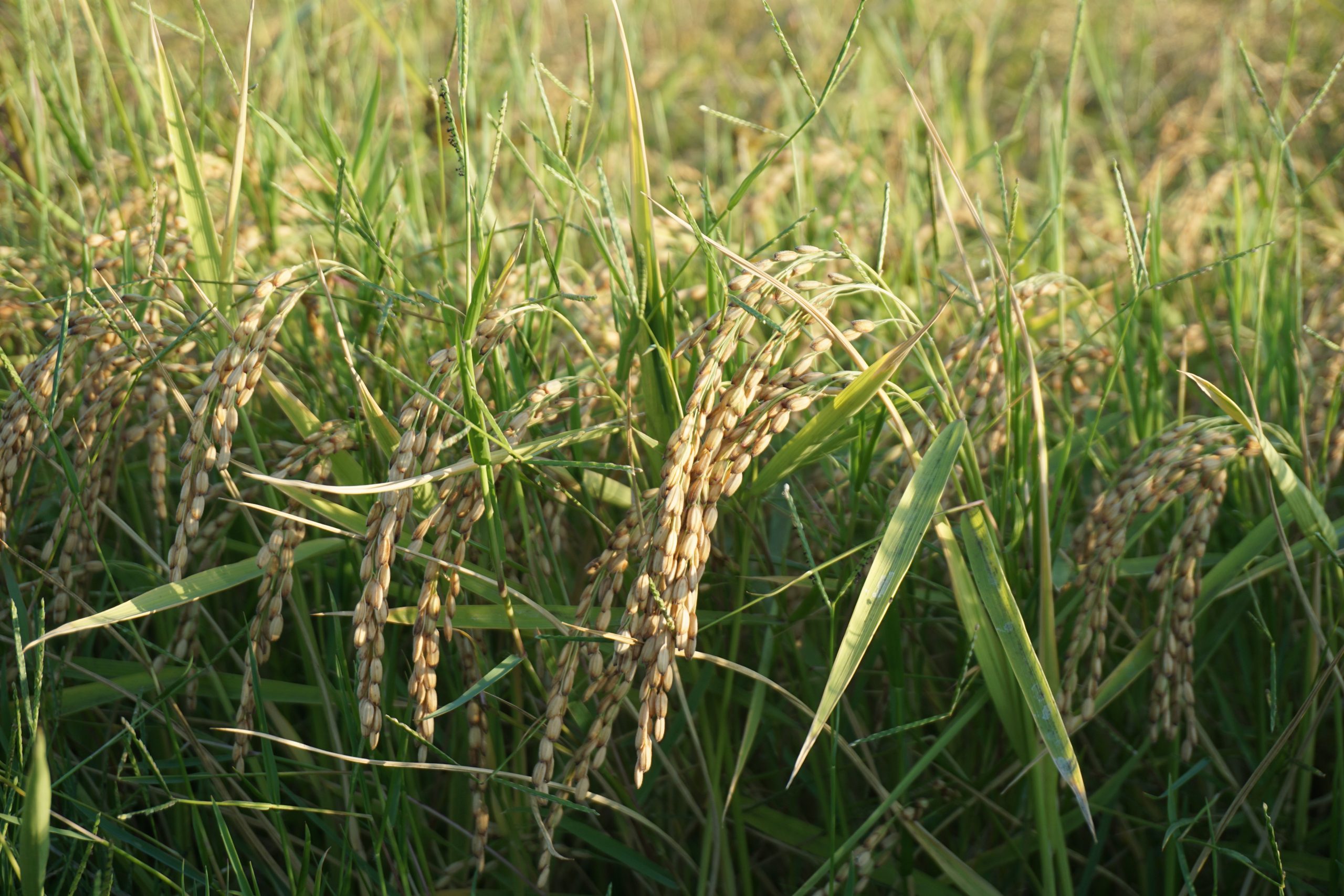 rice production italy tenuta san carlo