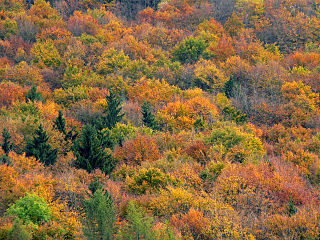 320px-Autumn_in_Cansiglio