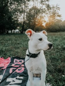 adopting a dog in italy