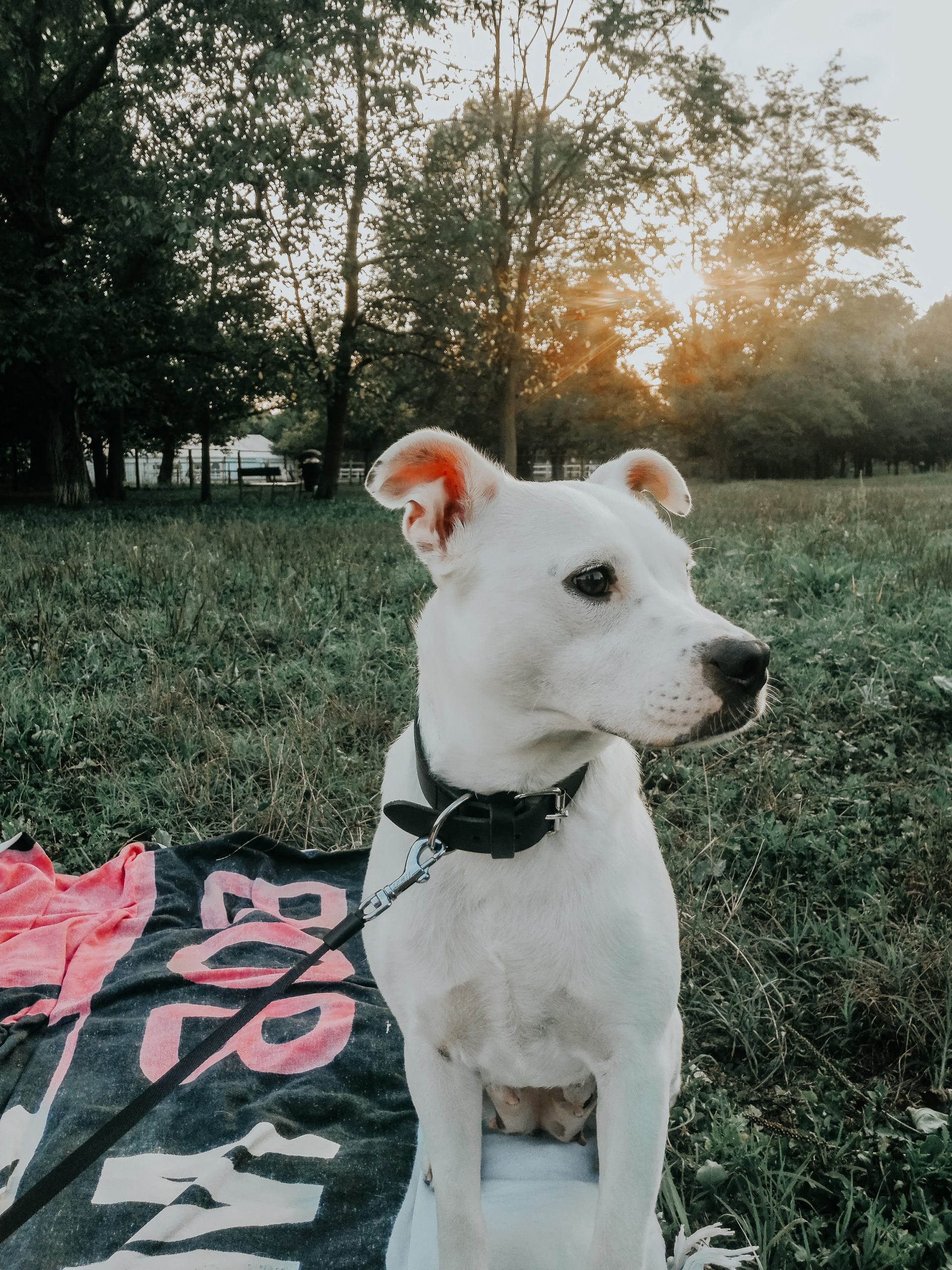 adopting a dog in italy