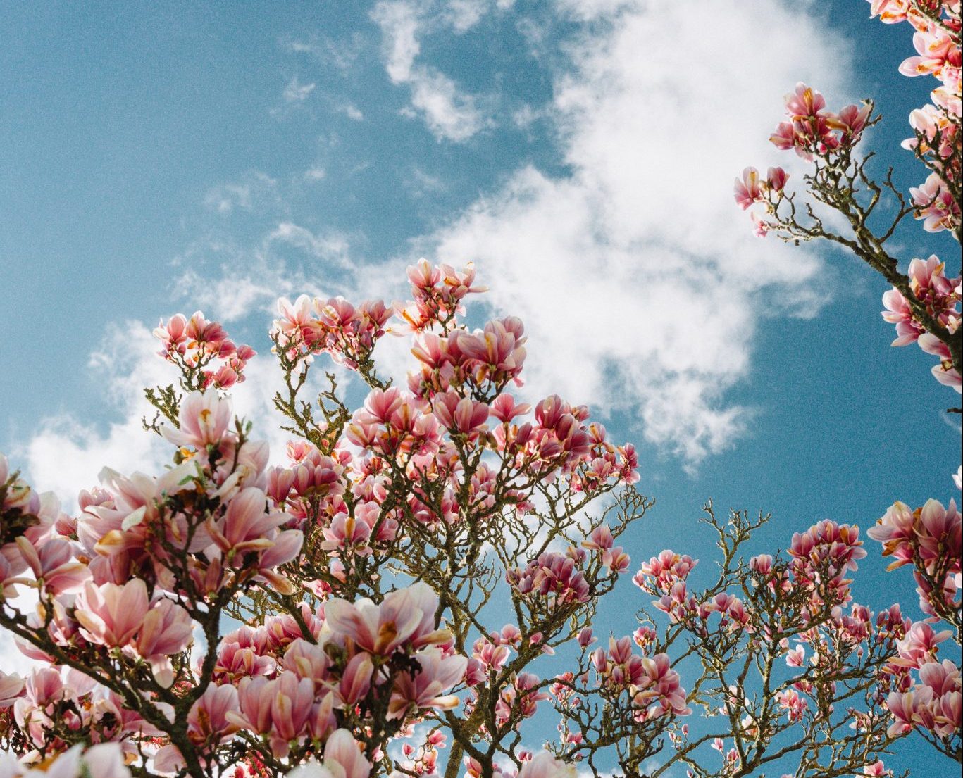 magnolia trees when you travel in italy in march