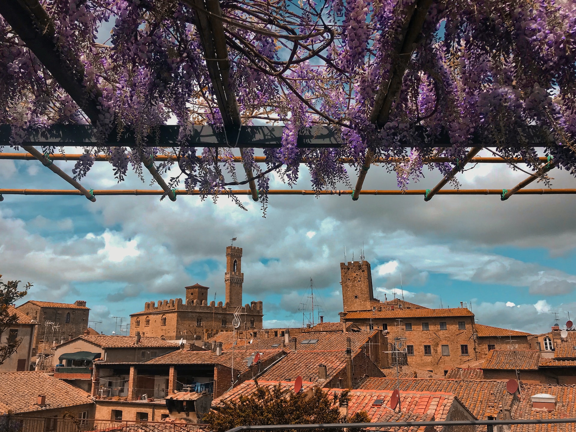 wisteria over volterra in italy in may