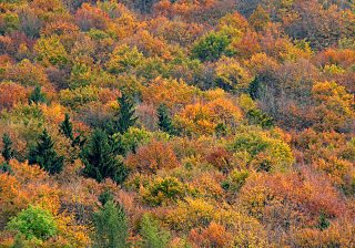 320px-Autumn_in_Cansiglio