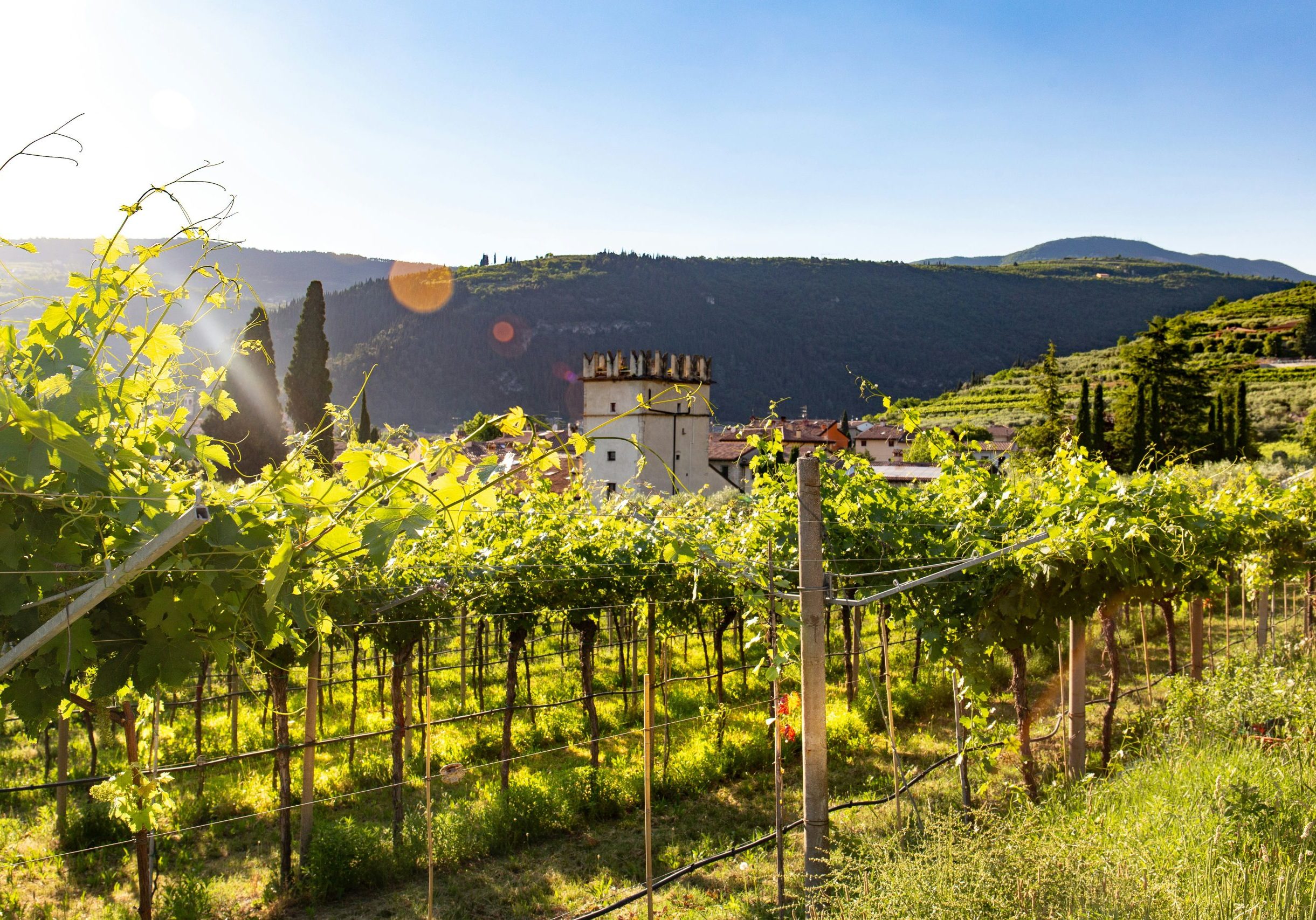 overlooking vineyards and an estate valpolicella wine region of italy