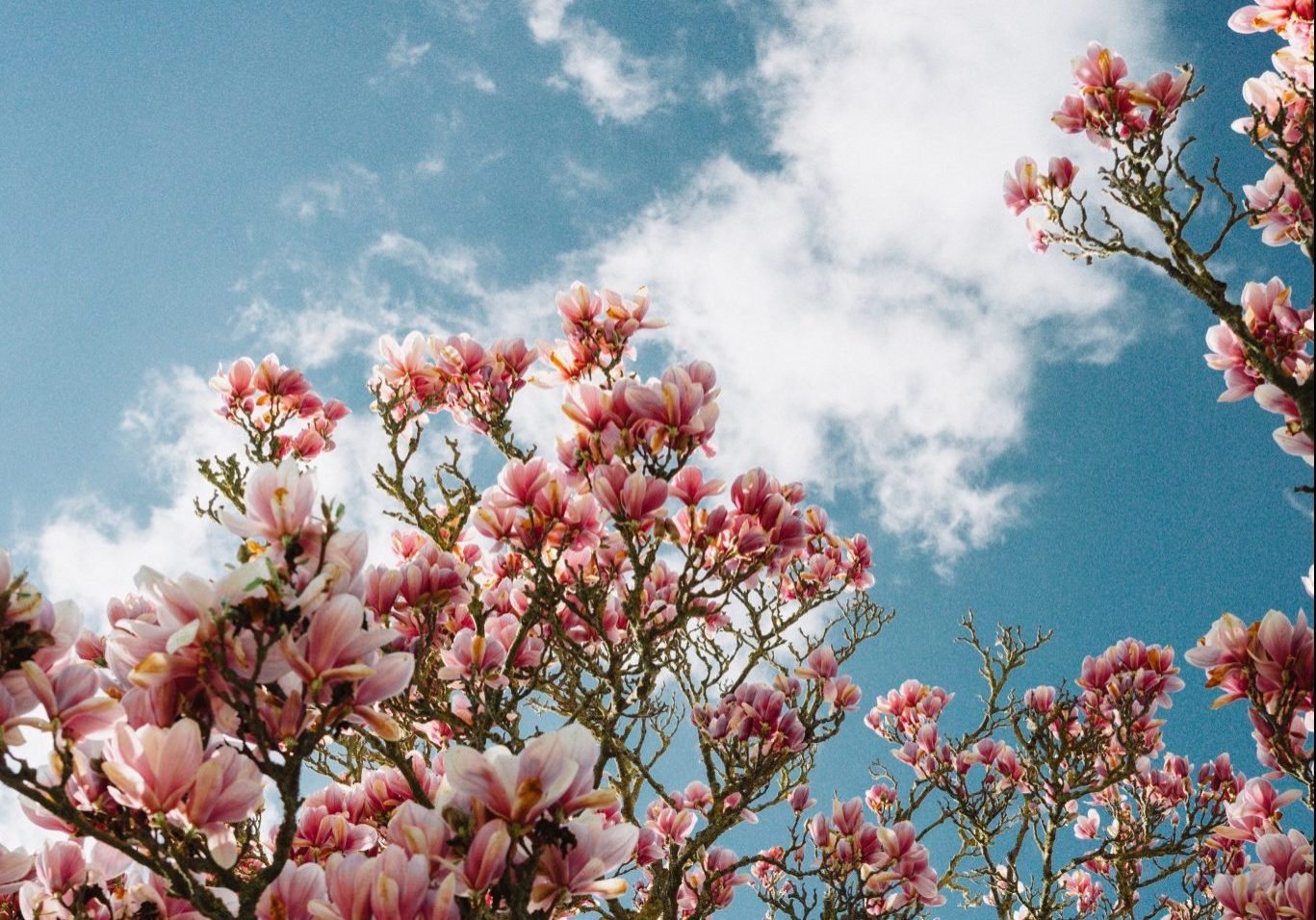 magnolia trees when you travel in italy in march