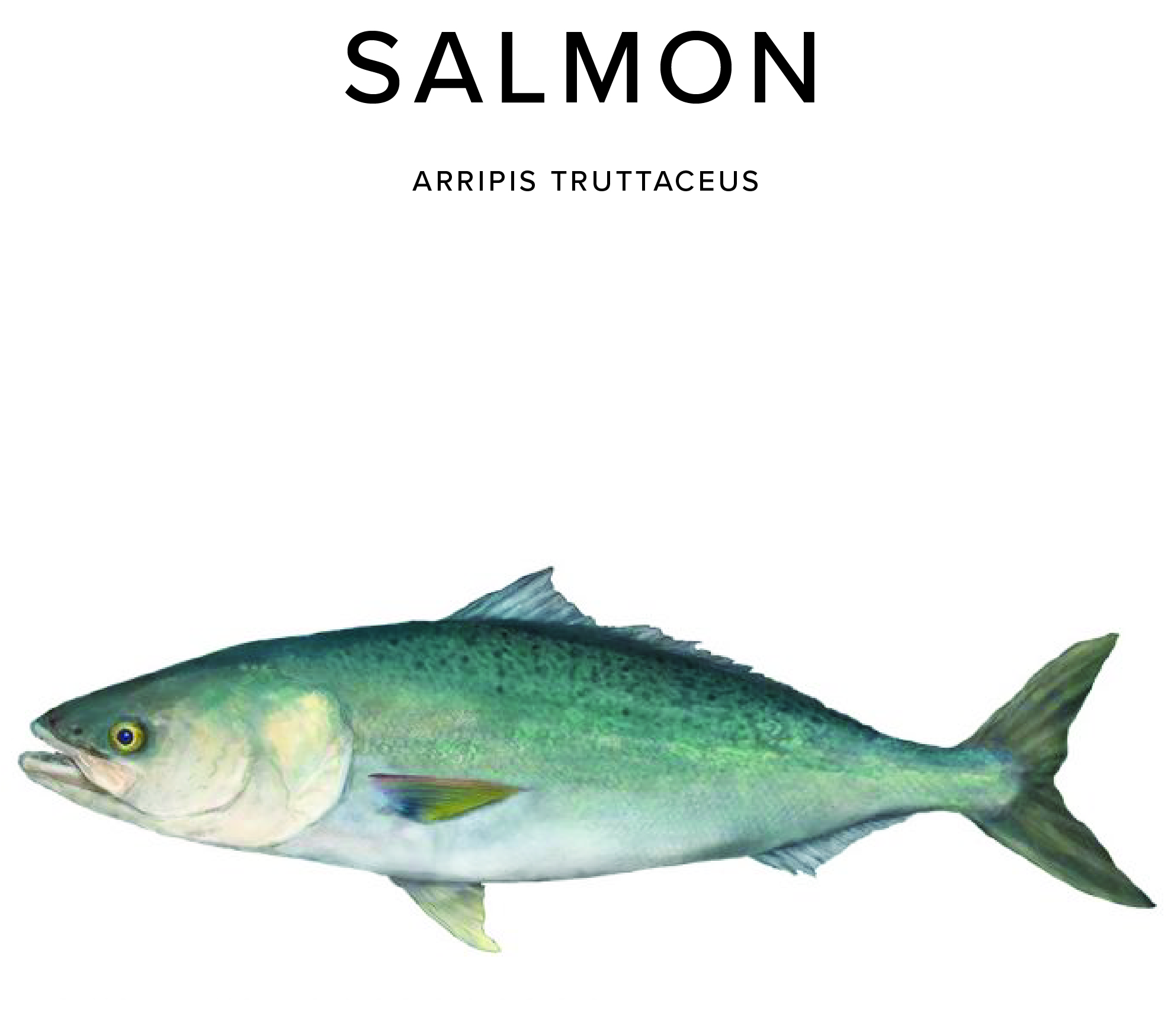 Salmon