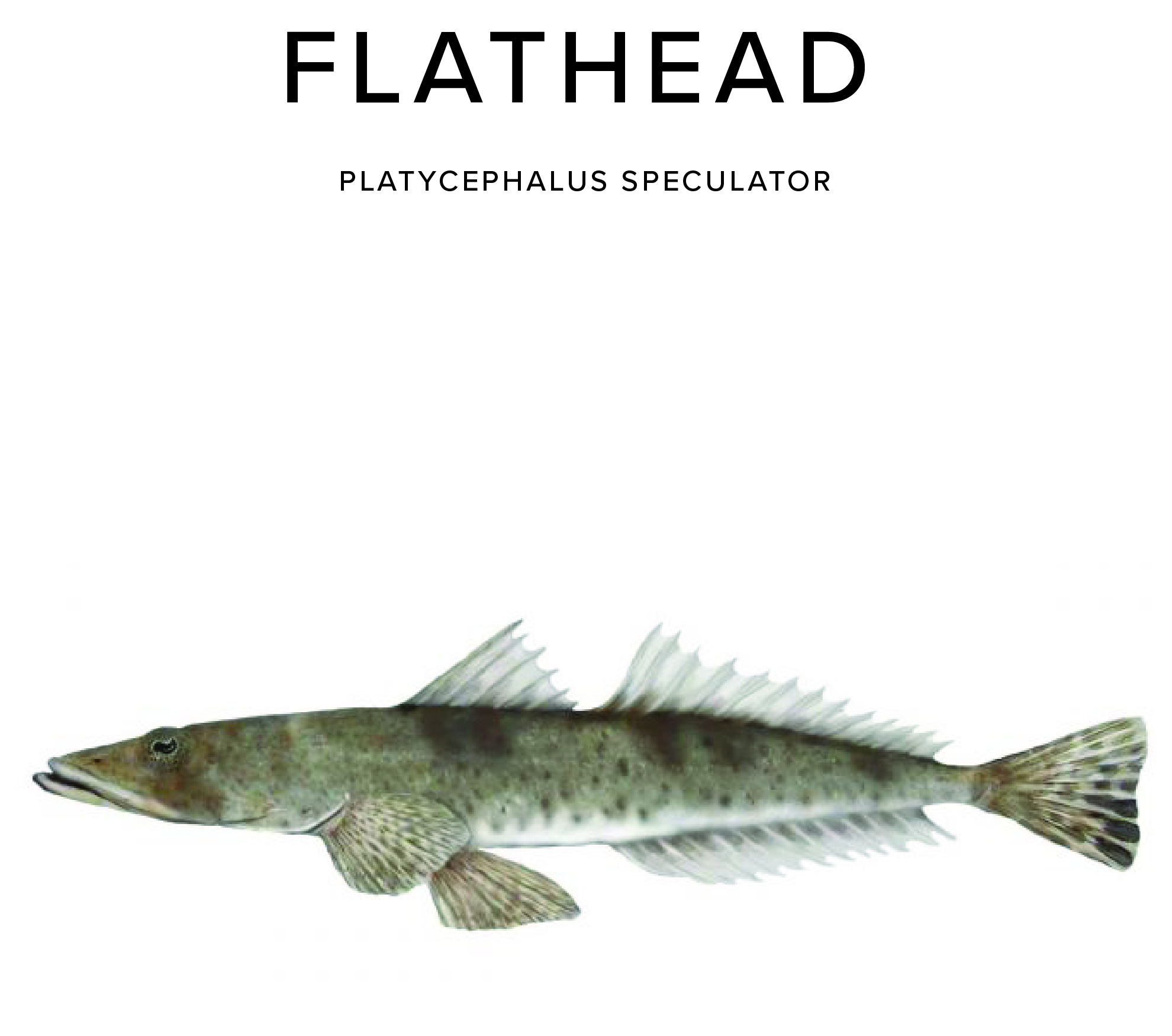 Flathead