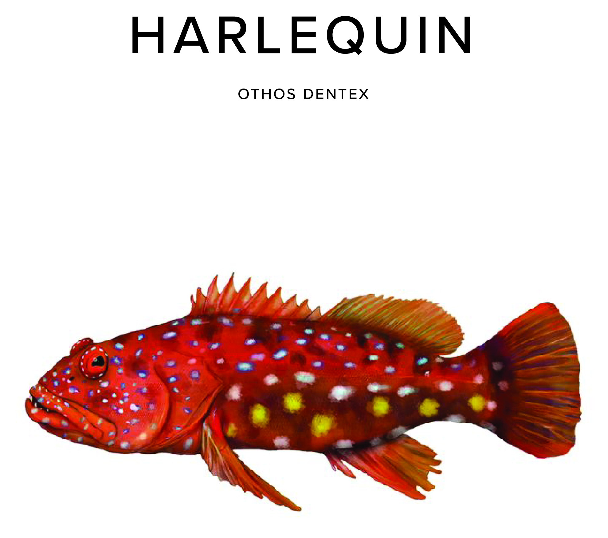 Harlequin