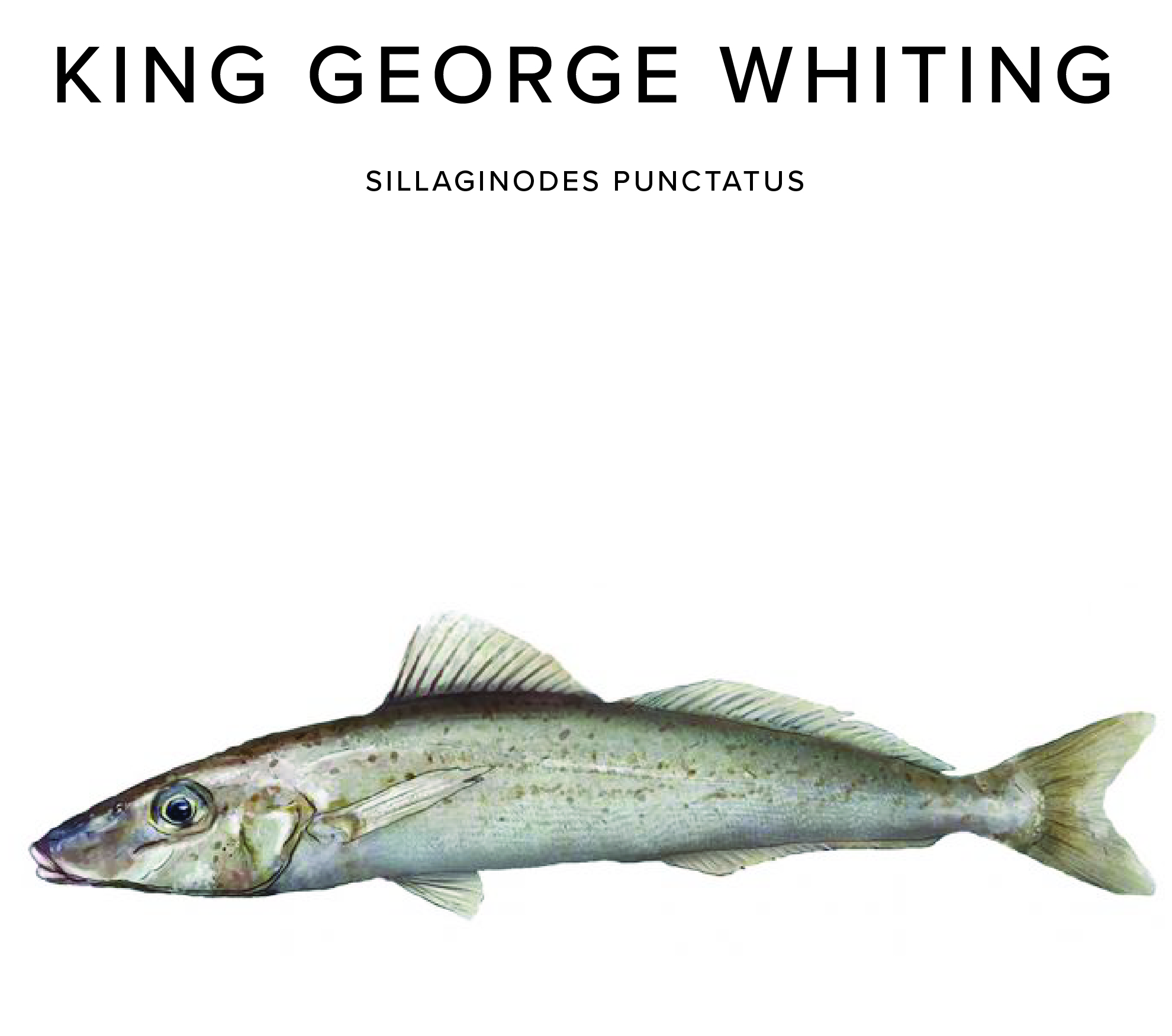 King George Whiting