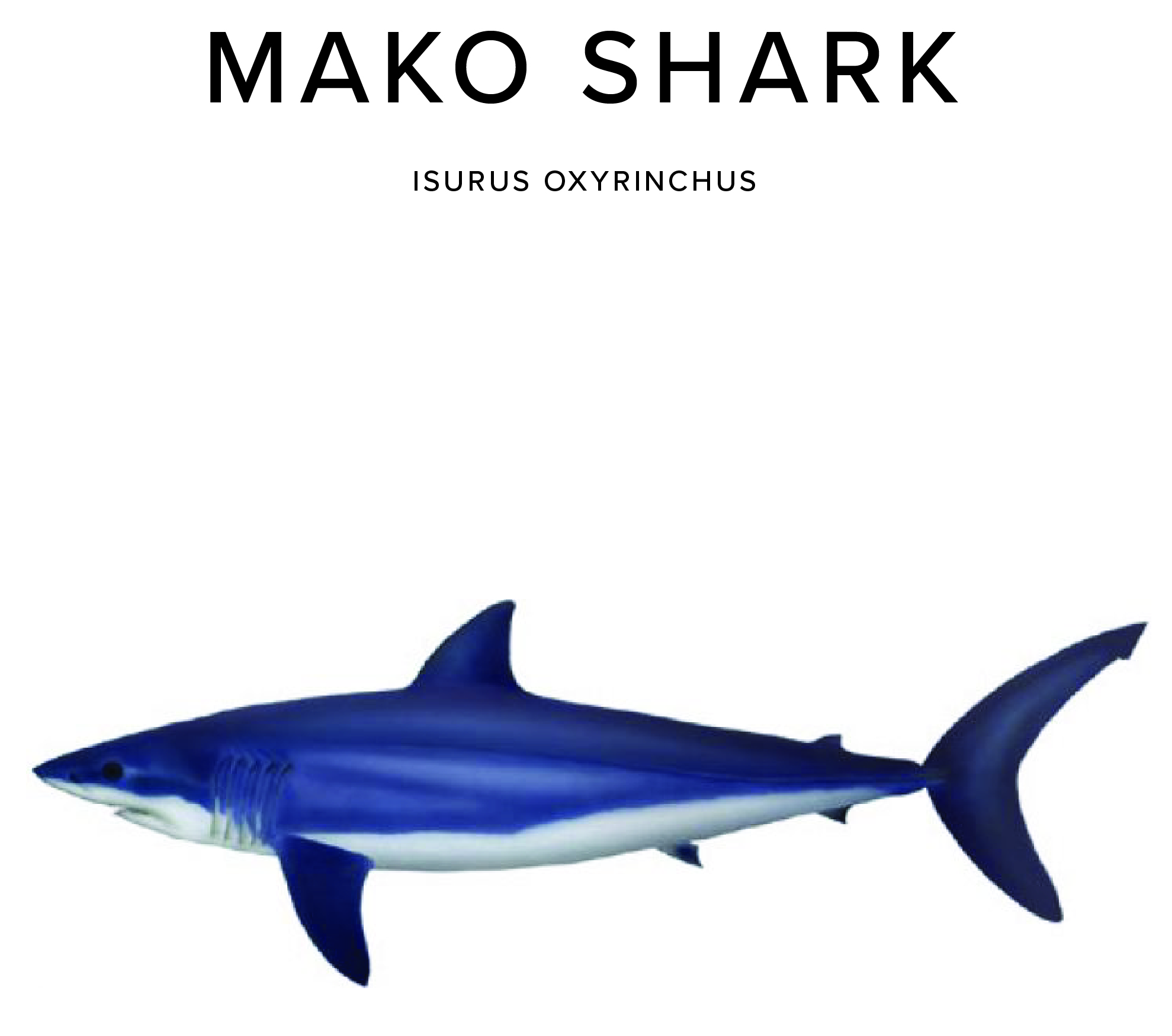 Mako Shark