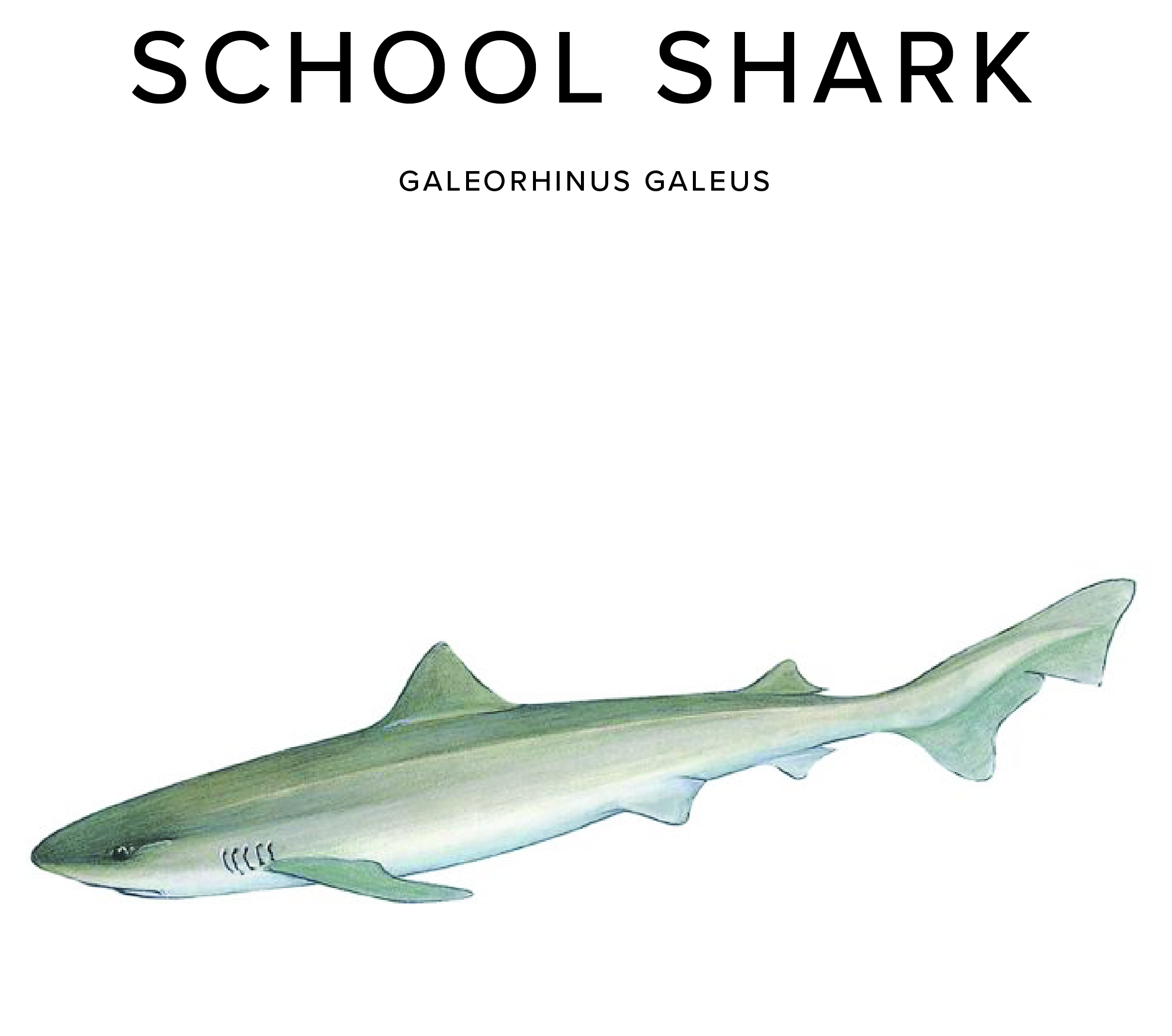 School Shark