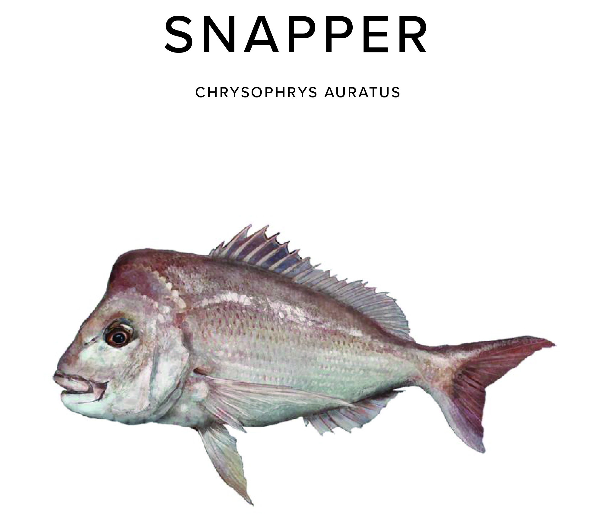 Snapper