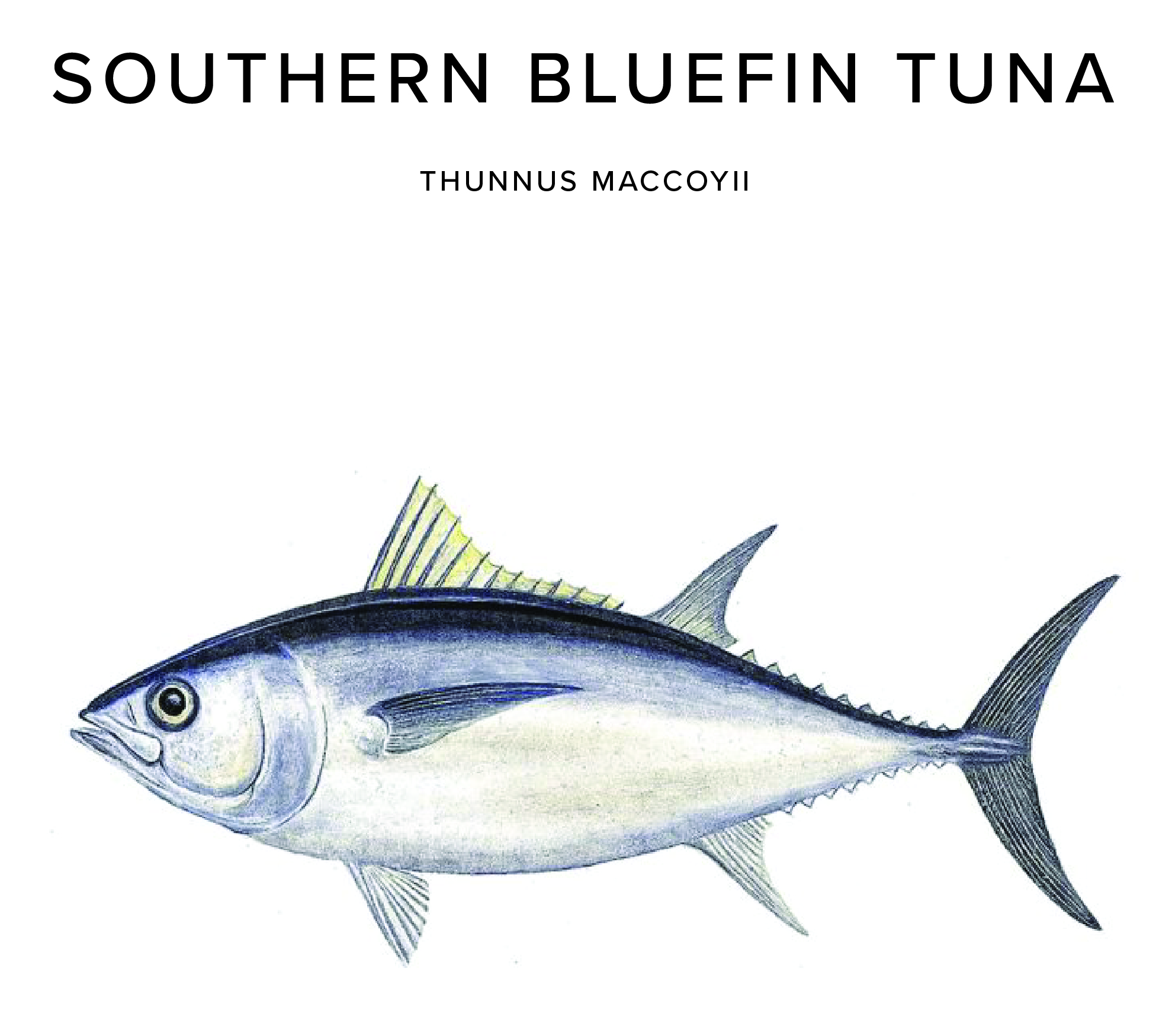 Southern Bluefin Tuna