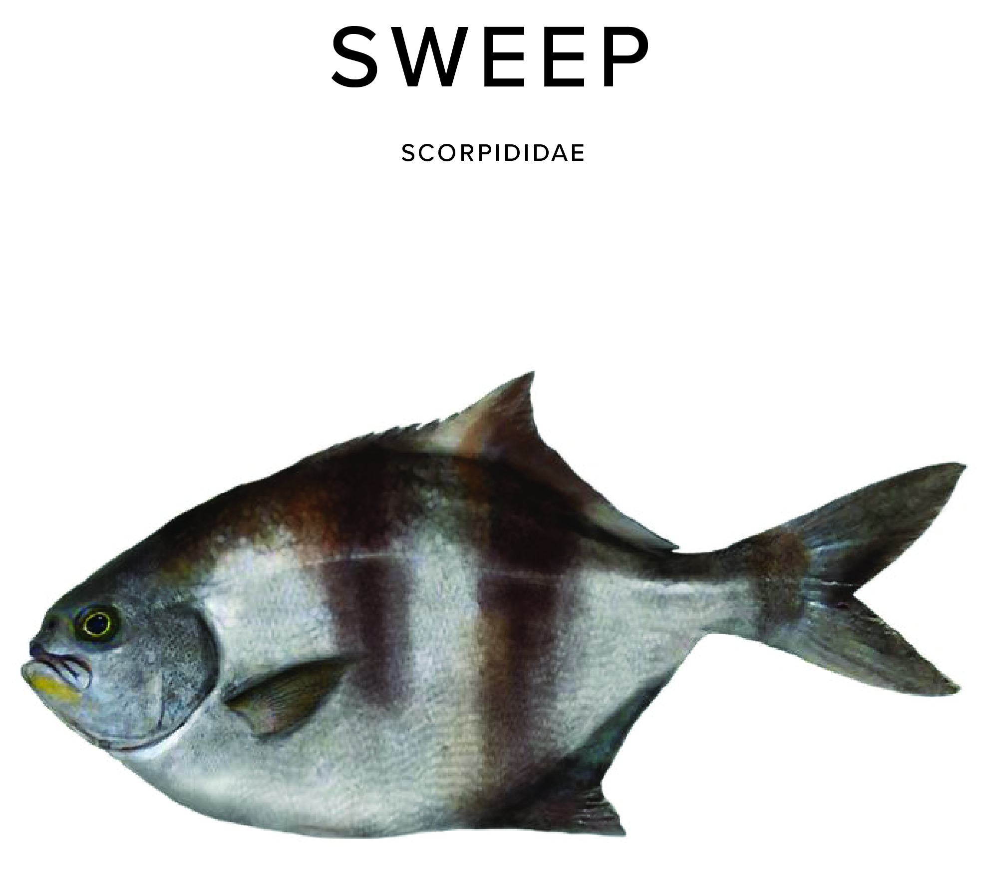 Sweep