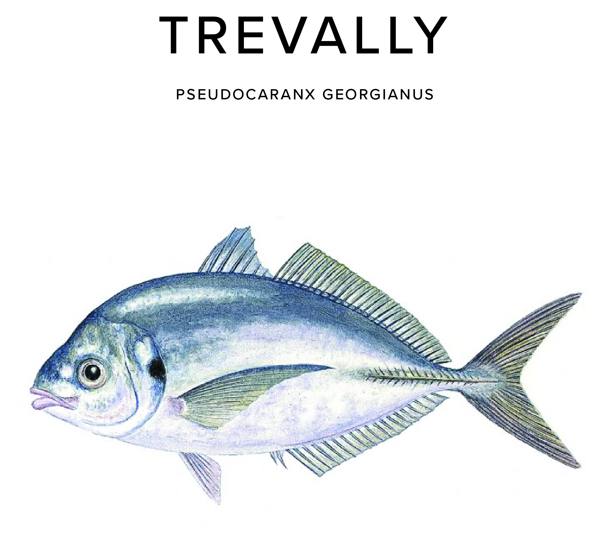 Trevally