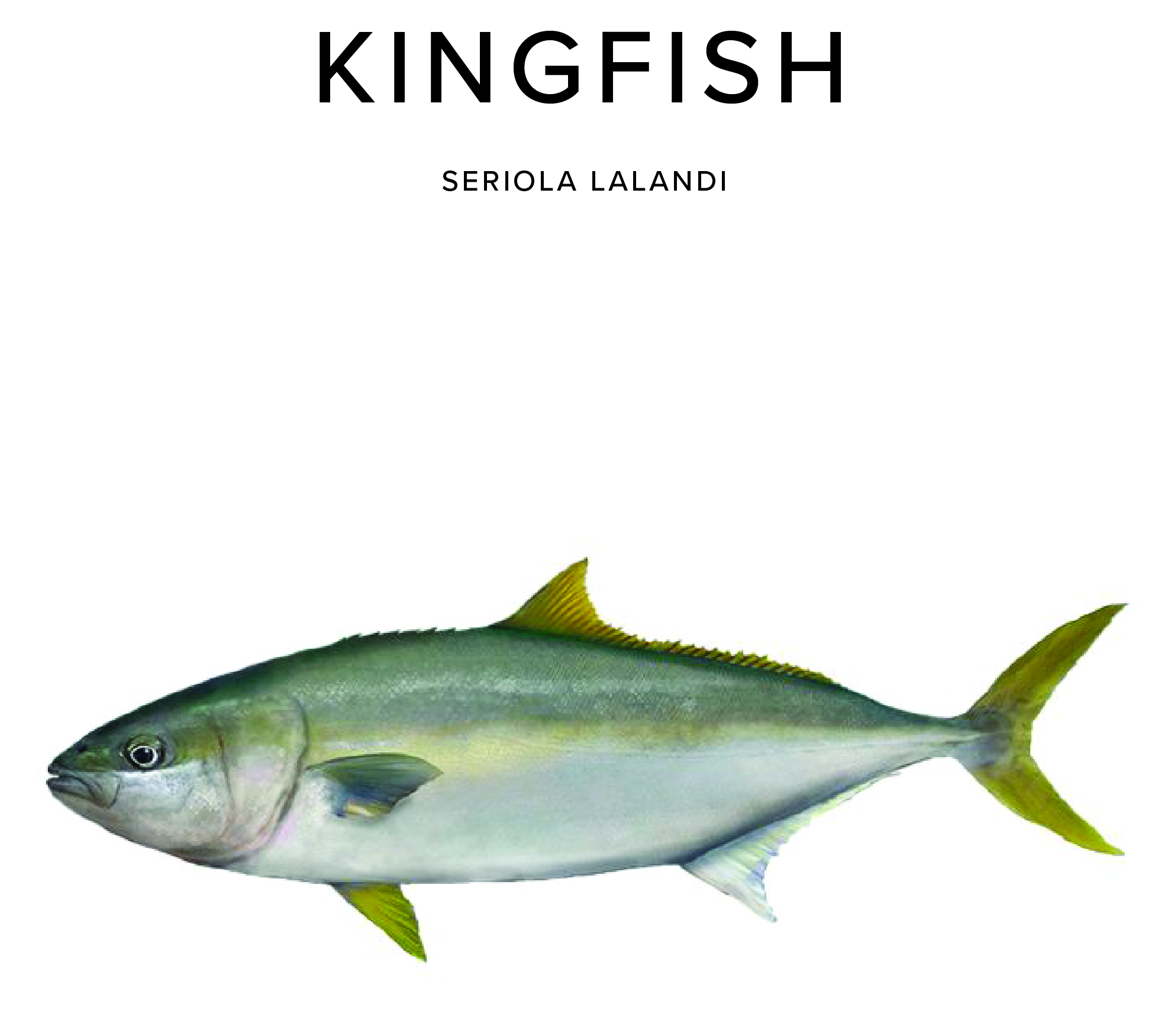 Kingfish