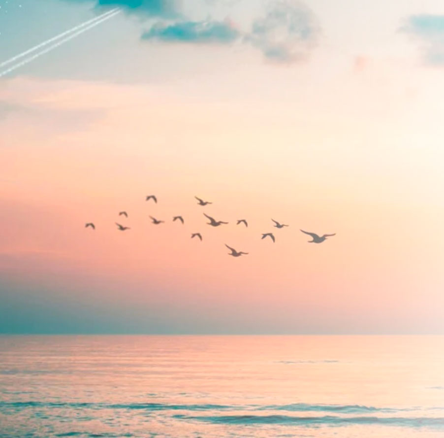 Photo-birds2