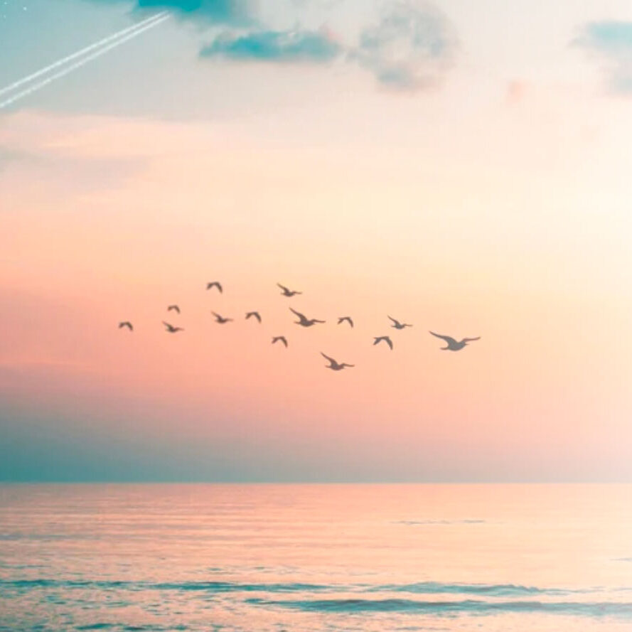 Photo-birds2